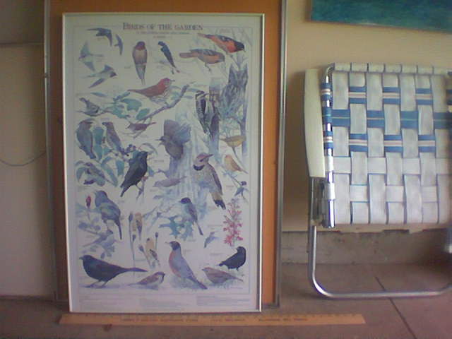 Bird Poster